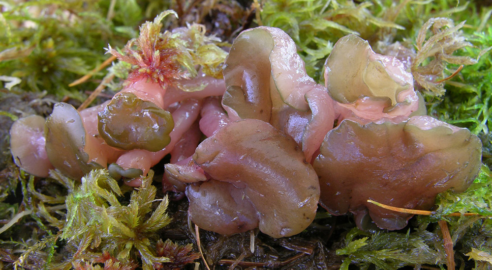 Ascocoryne turficola(Boud.)Korf.